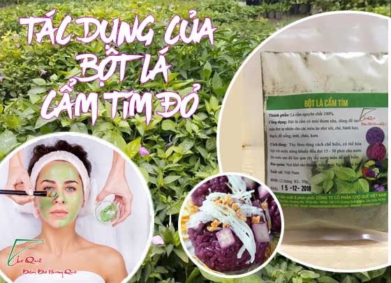 Những tác dụng tuyệt vời từ bột lá cẩm tím