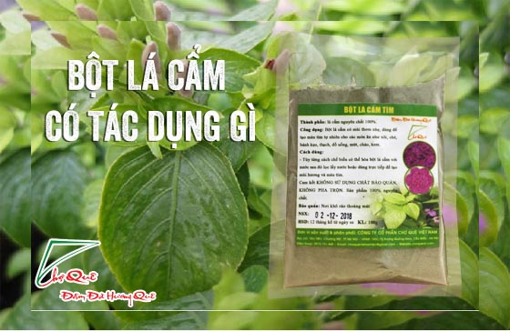 Bột lá cẩm có tác dụng gì