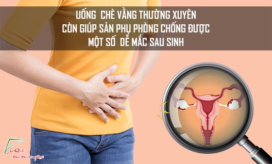 Uống chè vằng bao lâu thì sữa về