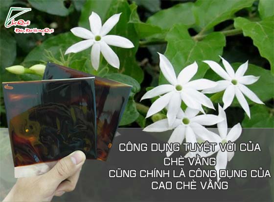 cao chè vằng giảm cân