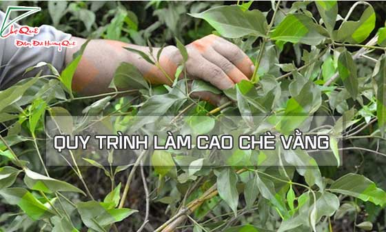 Quy trình làm cao chè vằng