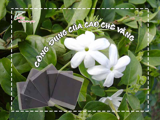 Công dụng của cao chè vằng