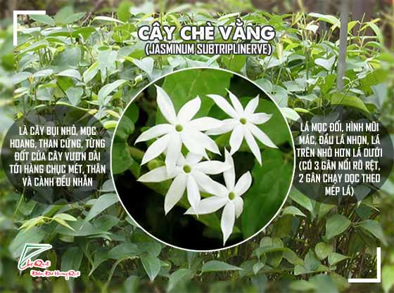 Mua cao chè vằng ở đâu