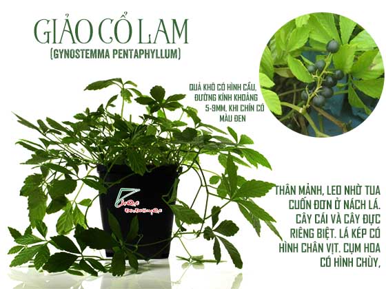 Giảo cổ lam và tác dụng của nó đối với sức khỏe