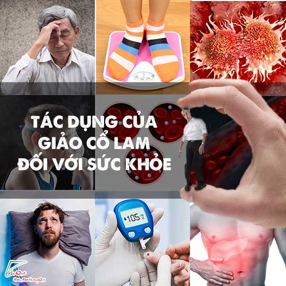 Giảo cổ lam và tác dụng của nó đối với sức khỏe