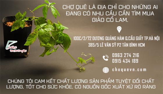 Giảo cổ lam và tác dụng của nó đối với sức khỏe