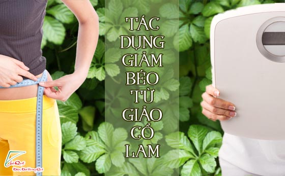 Giảo cổ lam có tác dụng chữa bệnh gì