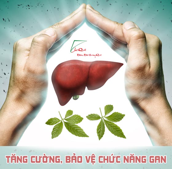 Giảo cổ lam có tác dụng chữa bệnh gì