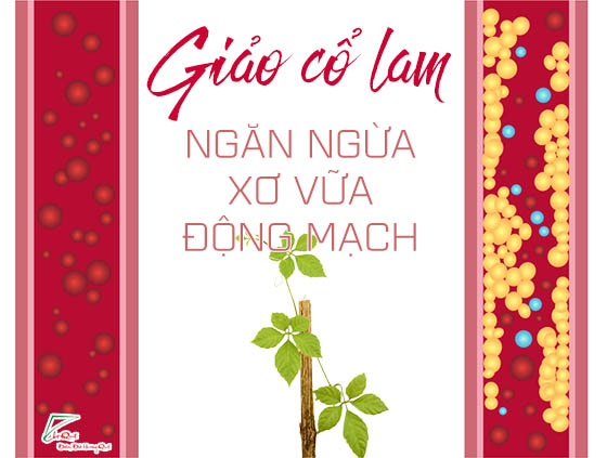 Giảo cổ lam có tác dụng chữa bệnh gì