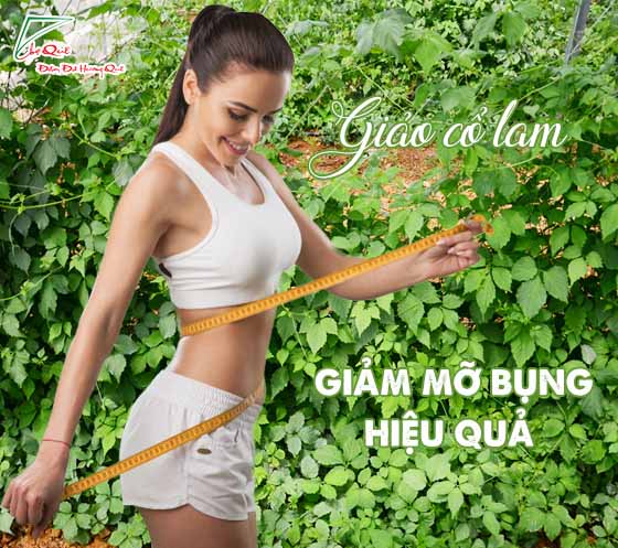 Giảo cổ lam giảm mỡ bụng