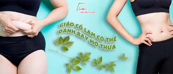 Giảo cổ lam giảm mỡ bụng