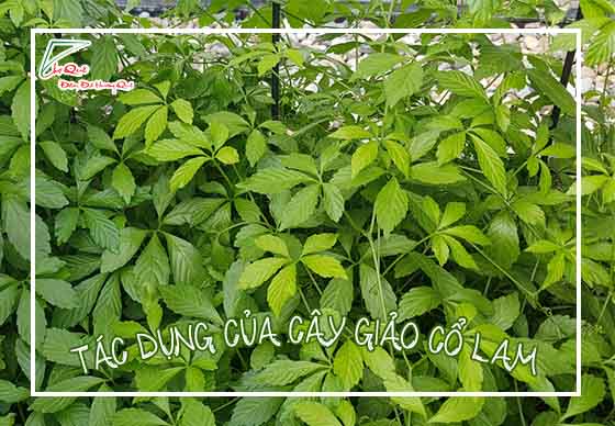 Tác dụng của cây giảo cổ lam