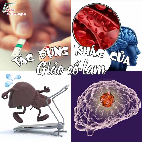 Tác dụng của cây giảo cổ lam