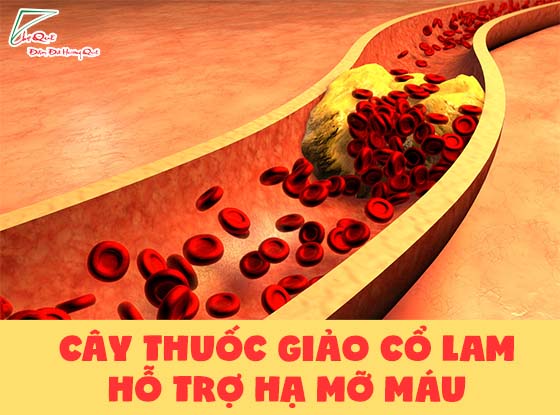 Cây thuốc giảo cổ lam hỗ trợ hạ mỡ máu