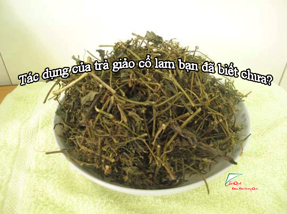 Tác dụng của trà giảo cổ lam bạn đã biết chưa?