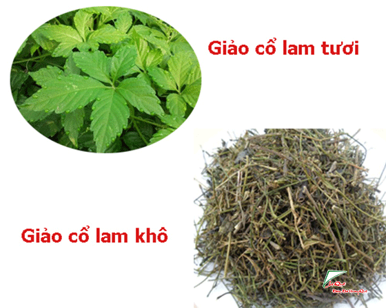 tìm  hiểu về các loại giảo cổ lam