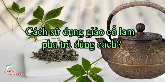 sử dụng cây giảo cổ lam như thế nào?