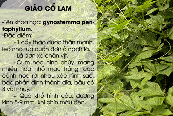 Cách nhận biết Giảo Cổ lam thật giả