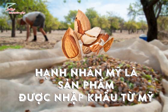 Hạnh nhân nhập khẩu từ mỹ thơm ngon bổ dưỡng