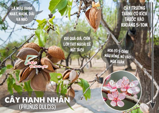 hạnh nhân - hạt dinh dưỡng từ thiên nhiên