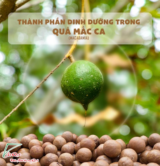 CÔNG DỤNG CỦA HẠT MẮC CA