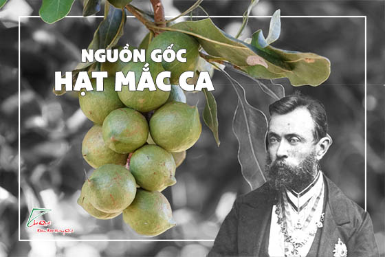 NGUỒN GỐC HẠT MẮC CA