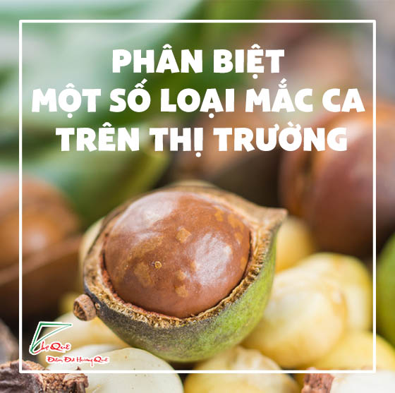 Cách nhận biết hạt Mắc - Ca