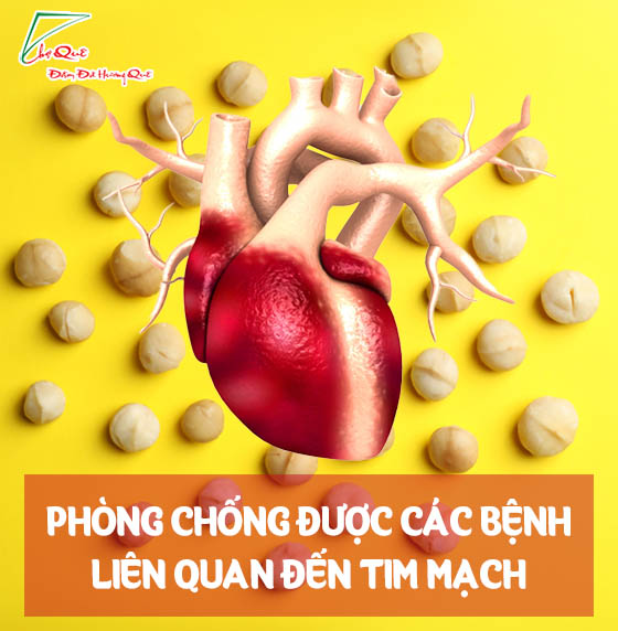 CÔNG DỤNG TUYỆT VỜI CỦA HẠT MẮC CA