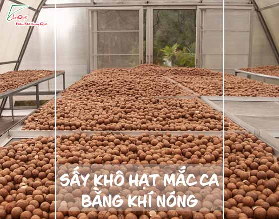 TÌM HIỂU QUY TRÌNH, CÁCH CHẾ BIẾN HẠT MACADAMIA, MẮCCA