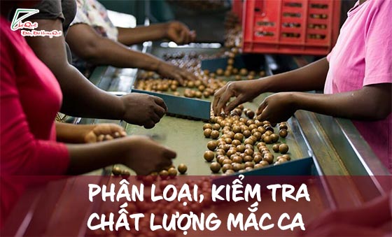 TÌM HIỂU QUY TRÌNH, CÁCH CHẾ BIẾN HẠT MACADAMIA, MẮCCA