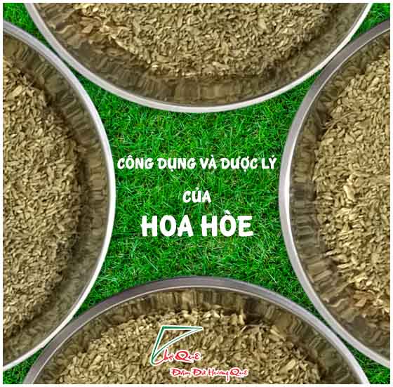 hoa hòe-tác dụng dược lý của hoa hòe trong y học