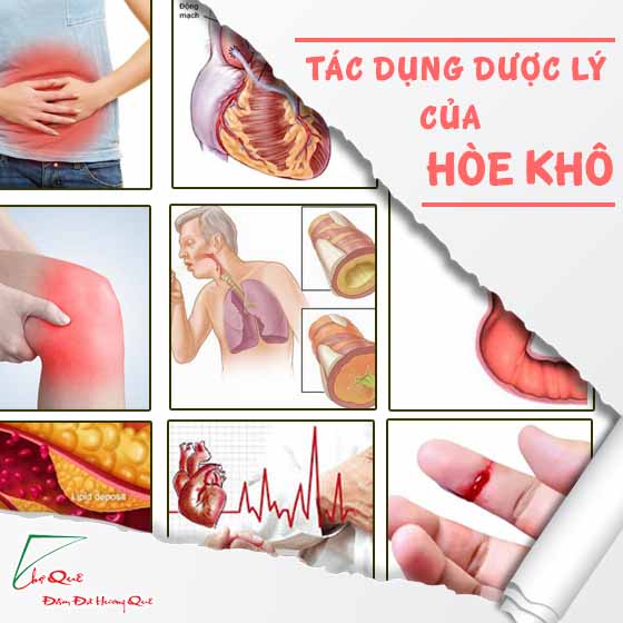 hoa hòe-tác dụng dược lý của hoa hòe trong y học