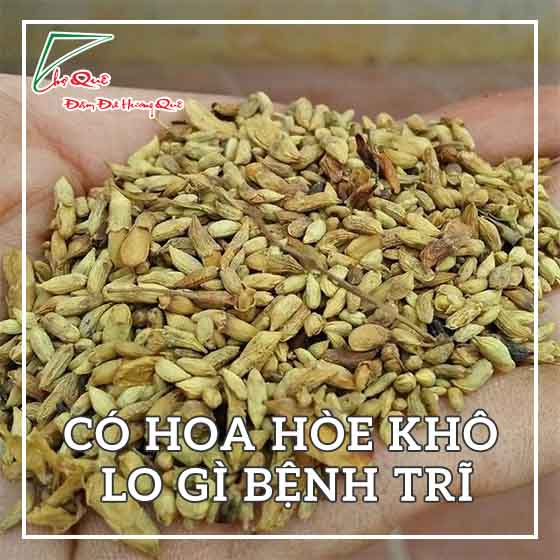 có hoa hòe khô lo gì bệnh trĩ