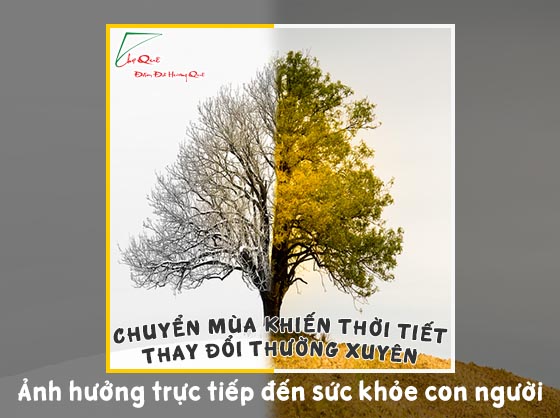 hoa hòe chữa đau đầu khi thời tiết thay đổi