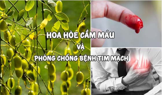 Hoa hoè cầm máu và phòng chống bệnh tim mạch