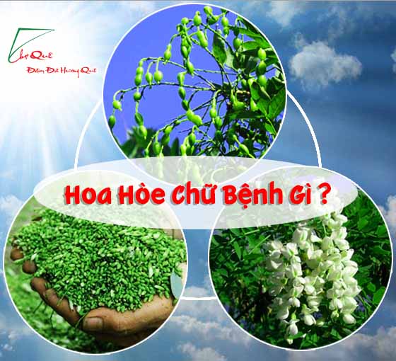 HOA HÒE CHỮA BỆNH GÌ