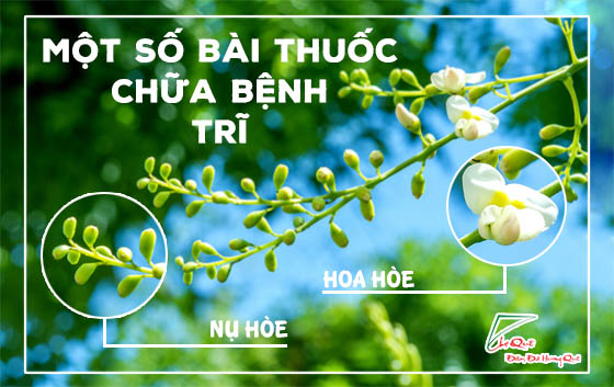 Vì sao hoa hòe lại có tác dụng điều trị bệnh trĩ?