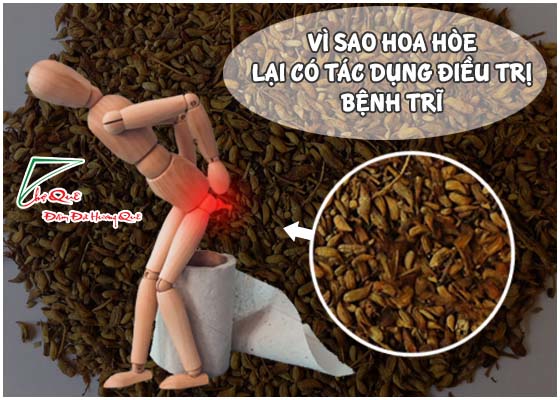 Vì sao hoa hòe lại có tác dụng điều trị bệnh trĩ?