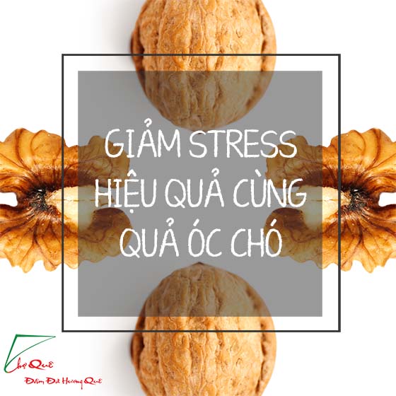 Ăn óc chó giảm stress hiệu quả