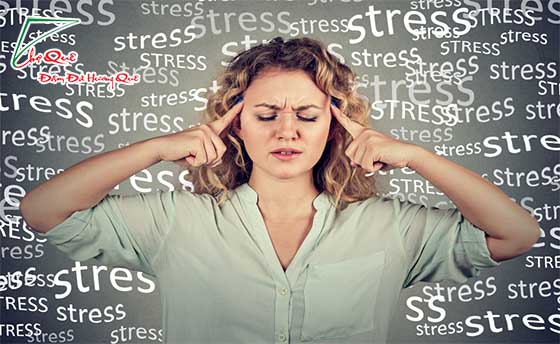 Ăn óc chó giảm stress hiệu quả