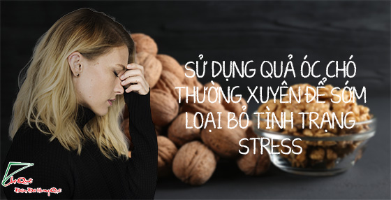 Ăn óc chó giảm stress hiệu quả