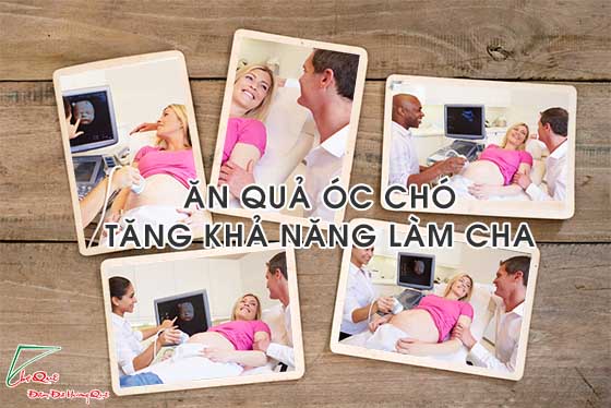 ăn óc chó -  tăng khả năng làm cha