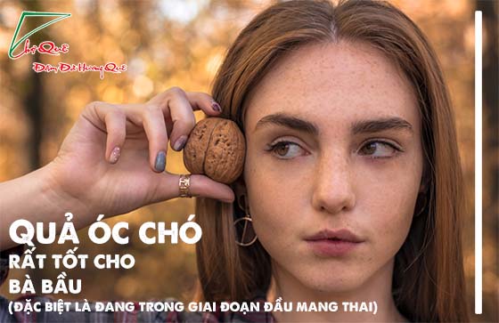 óc chó - các mẹ bầu đang tìm kiếm