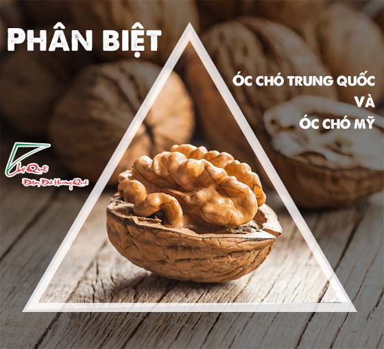 Cách phân biệt quả óc chó mỹ và quả óc chó trung quốc