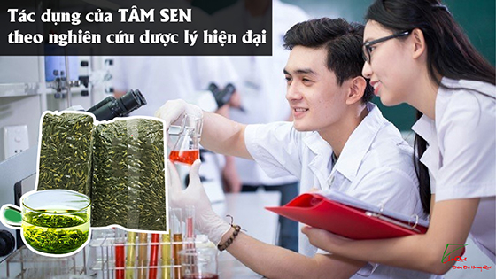 Tác dụng tâm sen theo nghiên cứu dược lý hiện đại