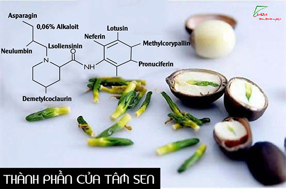 Tác dụng tâm sen theo nghiên cứu dược lý hiện đại