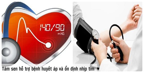 Tác dụng tâm sen theo nghiên cứu dược lý hiện đại