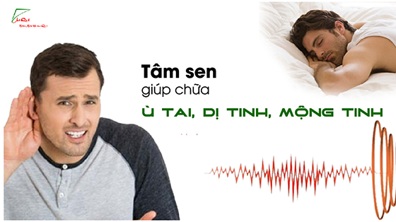 Tác dụng tâm sen theo nghiên cứu dược lý hiện đại